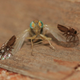 Illustration for article titled This amazing fruit fly evolved to have pictures of ants on its wings